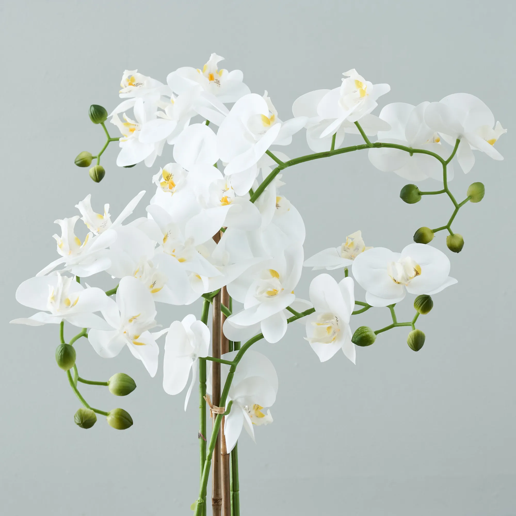 Phalaenopsis Decorative Plant 73cm - With Planter