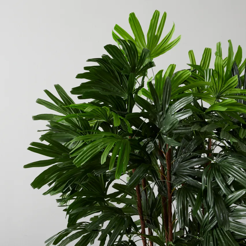 Rhaphis Excelsa 210cm Decorative Plant