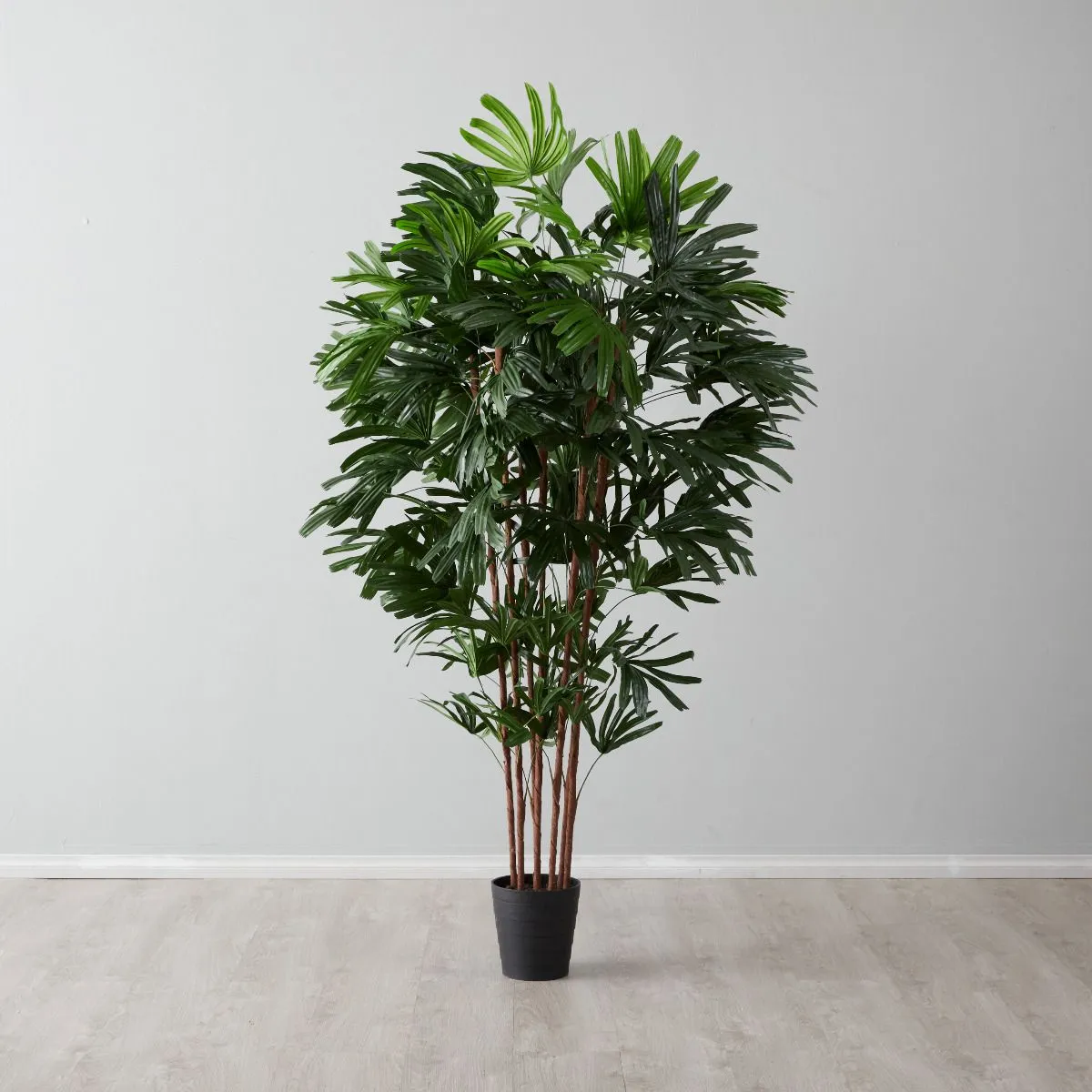 Rhaphis Excelsa 210cm Decorative Plant